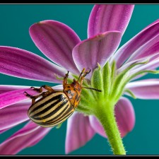 Escarabajo de la patata (Leptinotarsa decemlineata) por Emilio